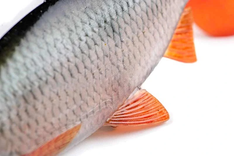 Fox Rage Gumová Nástraha Ultra Realistic Roach Replicant 14 cm/45g