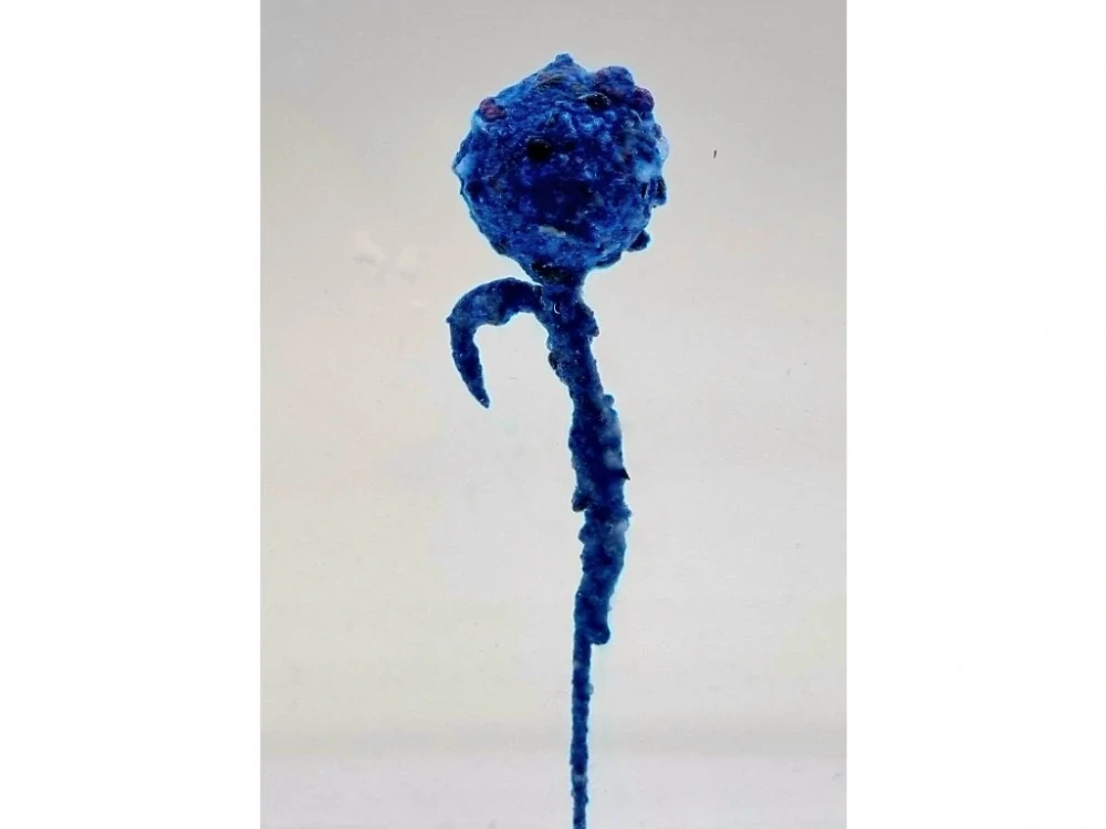 A Baits Crystal Dip Kreveta Arašíd 50g