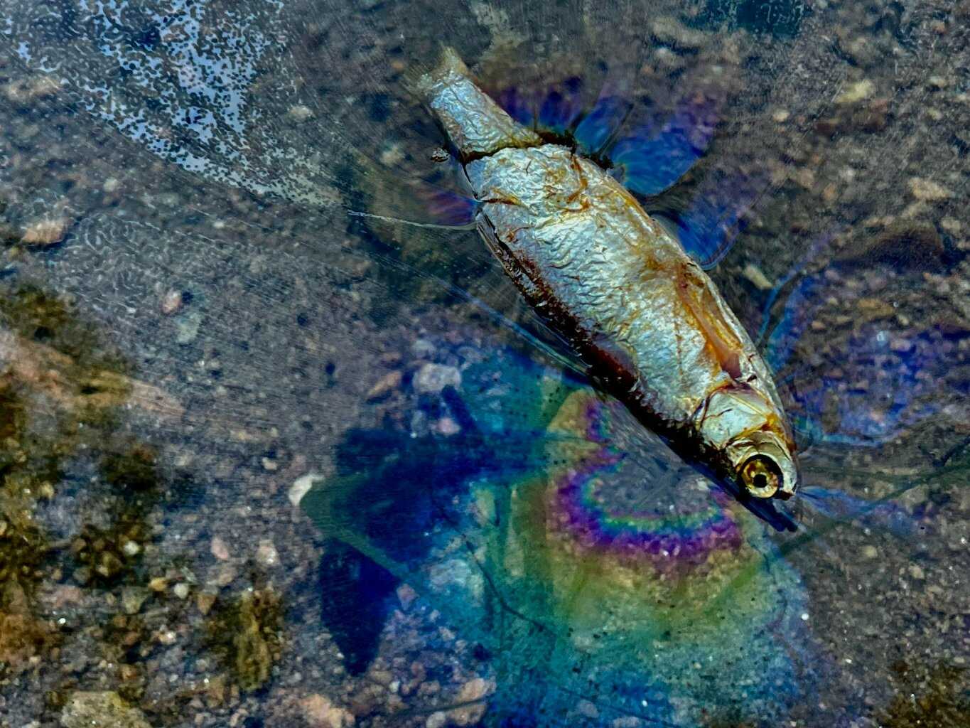 LK Baits Predátor dipovaná rybička XL 6-10 cm/5 ks 