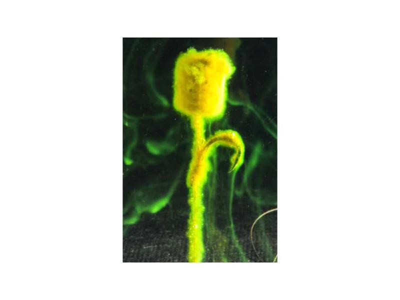 Carp Servis Václavík Fluo Powder Dip Mrtvola 70g