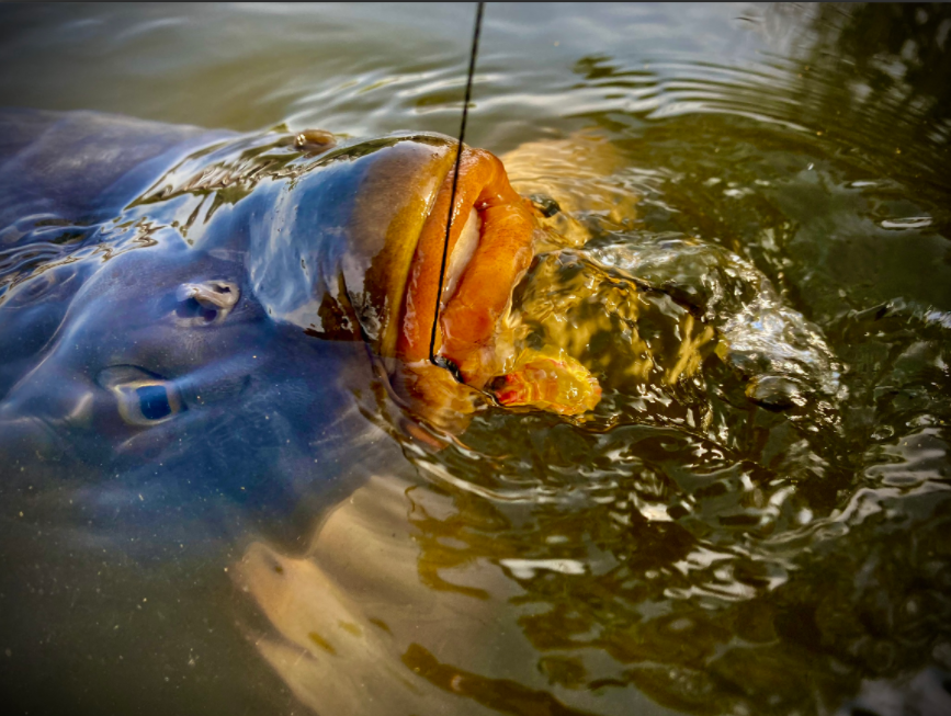 LK Baits CUC! RAISIN Med 50g