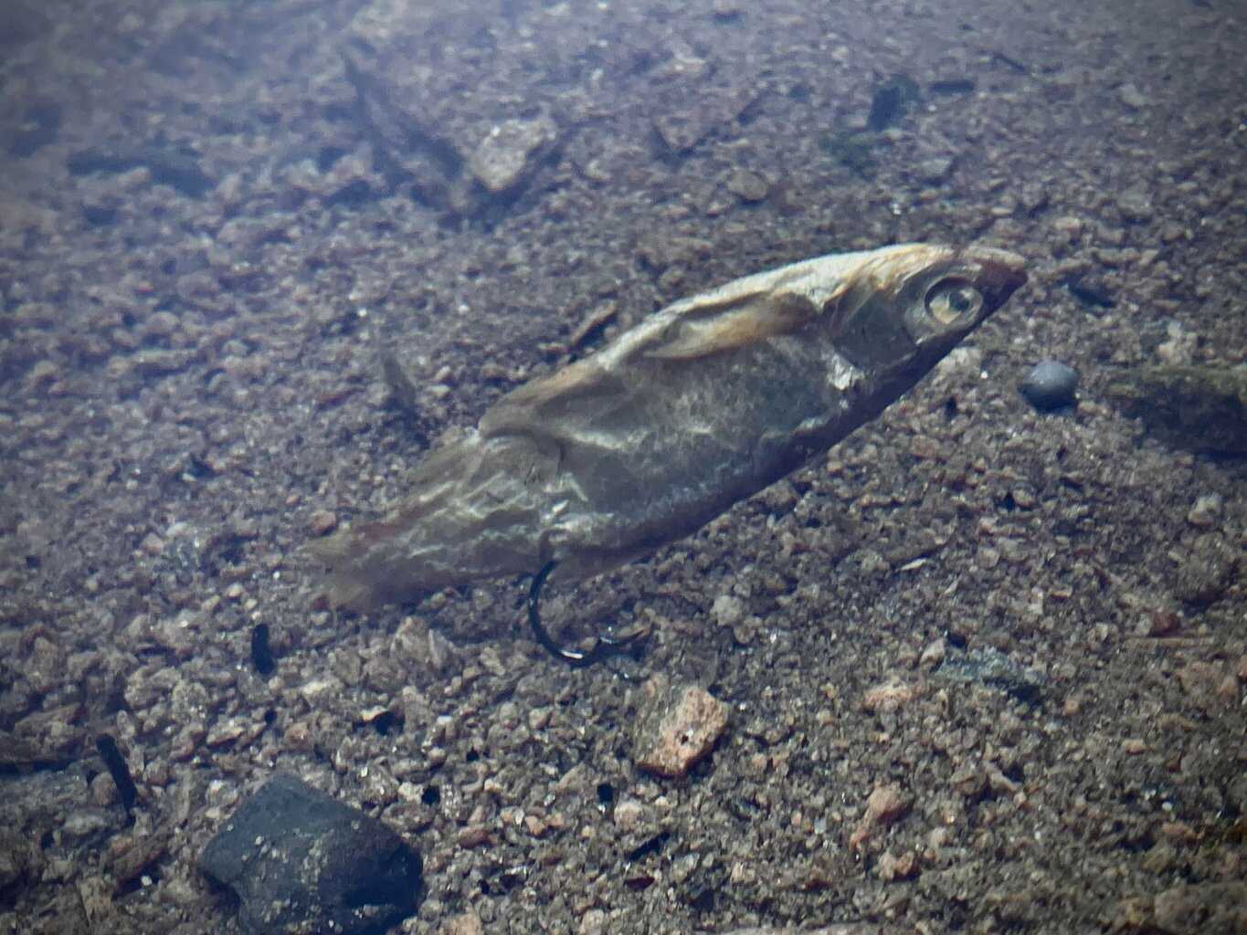 LK Baits Predátor dipovaná rybička XL 6-10 cm/5 ks 