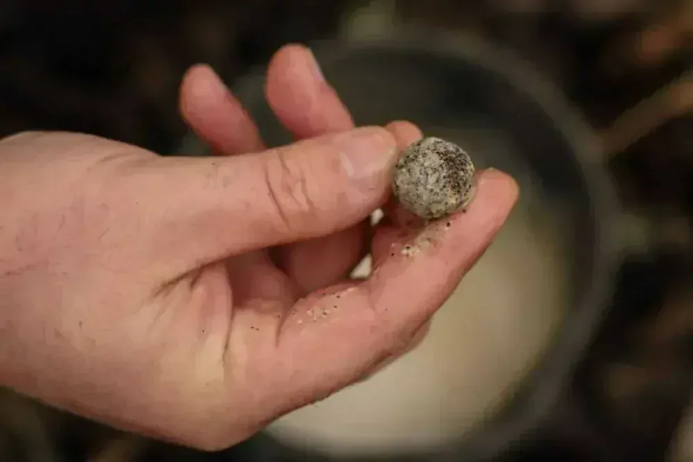 Nikl Boilie Economic Feed Rape Cloud 20mm/5kg