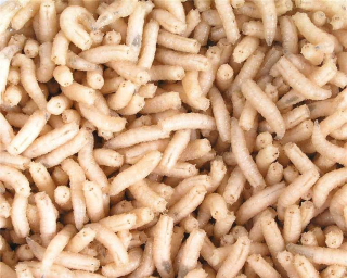 Červi bílí (masňáci) 1L