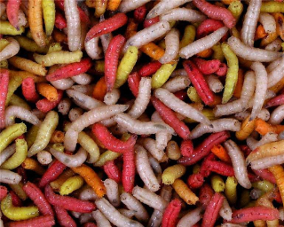 Červi barevní (masňáci) 0,5L