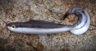 Redbass Gumová nástraha Twister Kixter Brown/Silver 125 mm