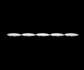 Libra Lures Larva Multi 5x25 - White (Cheese) /5x5 ks