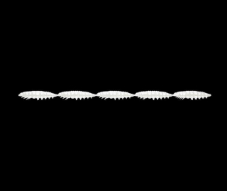 Libra Lures Larva Multi 5x25 - Silver Pearl (Cheese) /5x5 ks