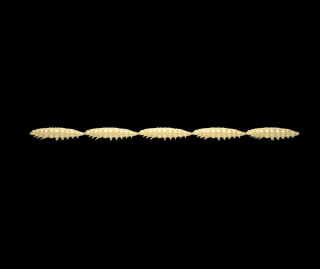 Libra Lures Larva Multi 5x25 - Cheese (Cheese) /5x5 ks