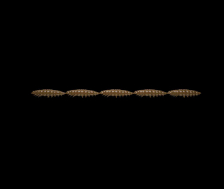 Libra Lures Larva Multi 5x25 - Brown (Cheese) /5x5 ks