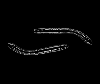 Libra Lures Fatty D’Worm Tournament 55 - Black (Cheese) /12 ks