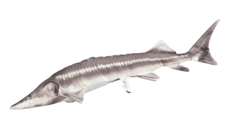 GABY Polštář Jeseter 60 cm