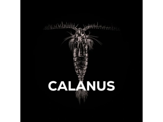 Squat Carp Amino pellets in dip Calanus 15mm/180g